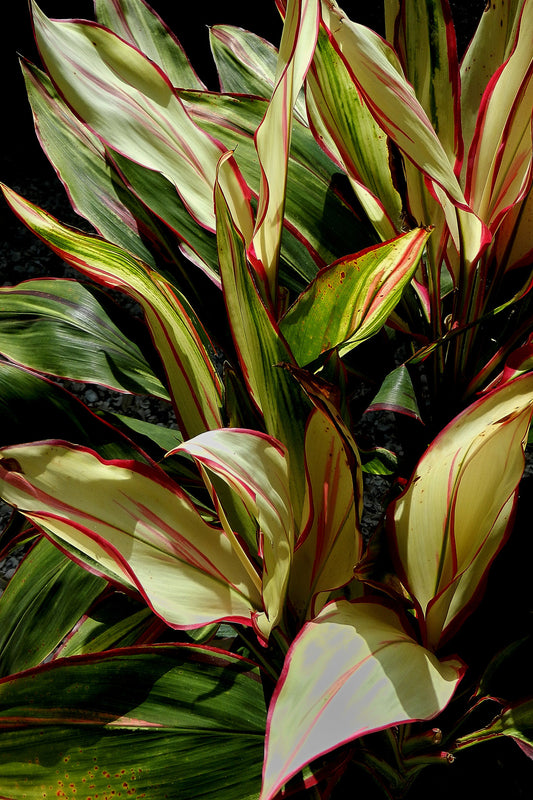 Botanical Gardens #192A