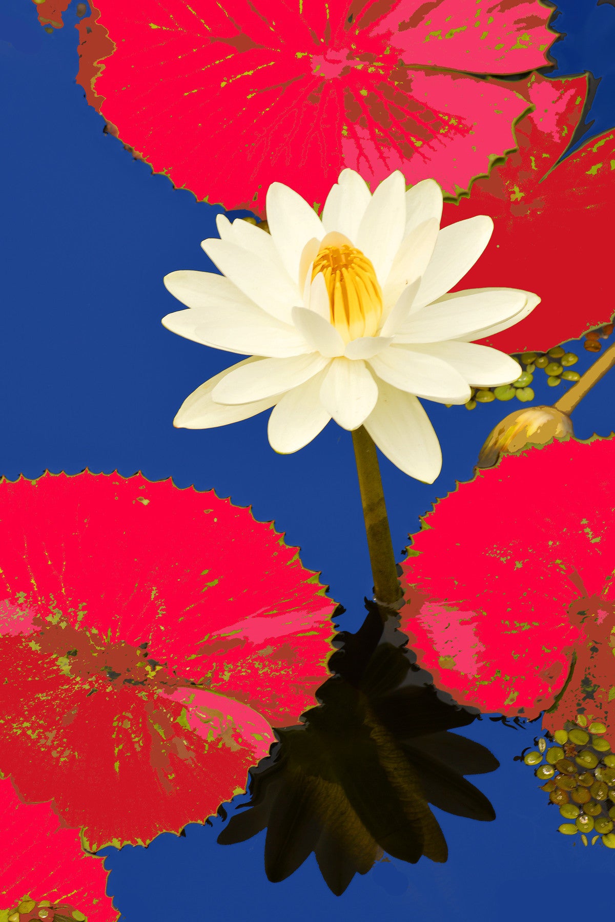 Water Lilies #489