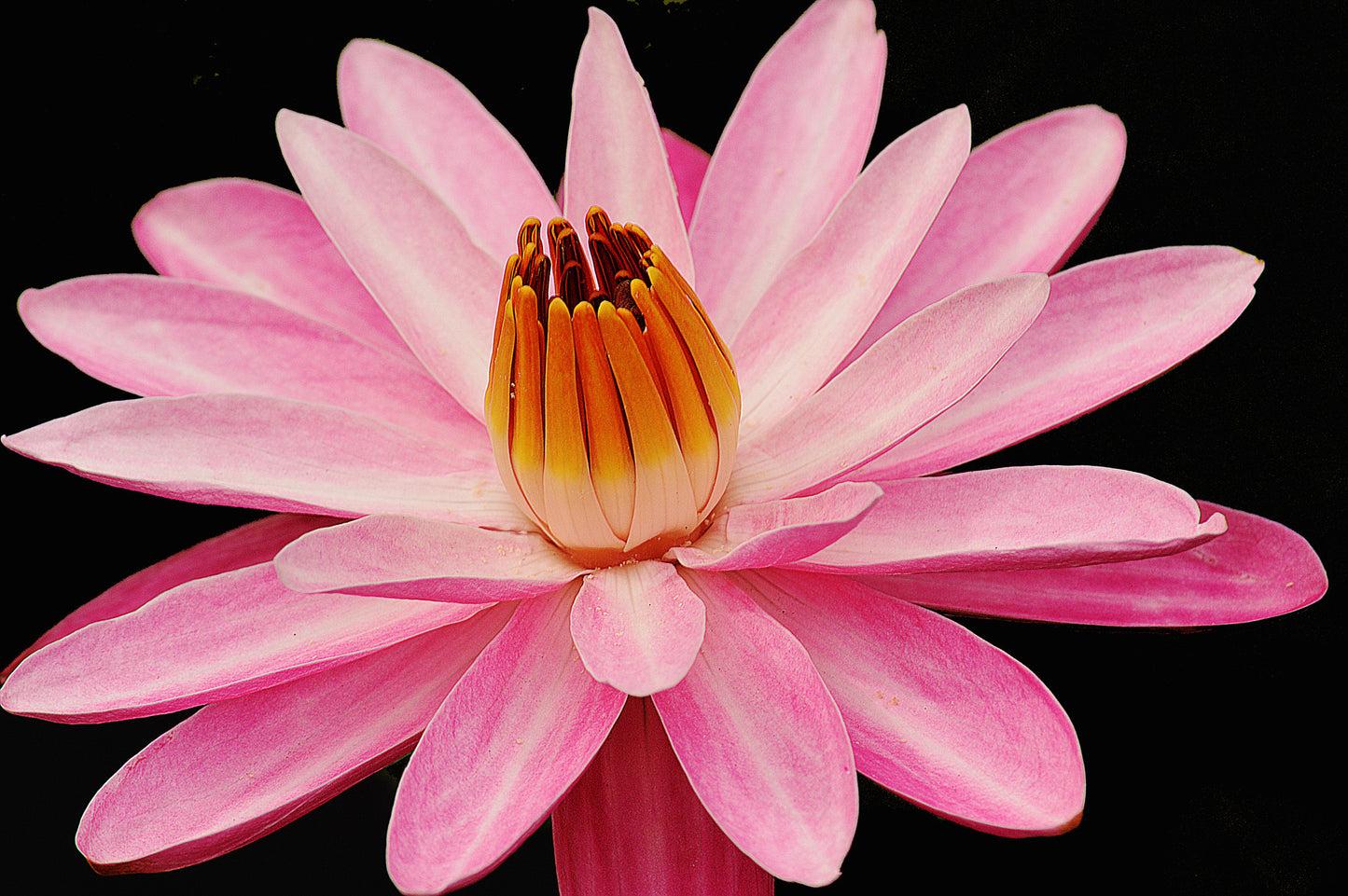 Botanical Gardens #511