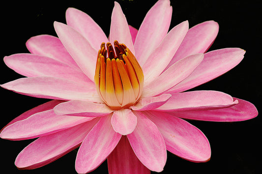 Botanical Gardens #511