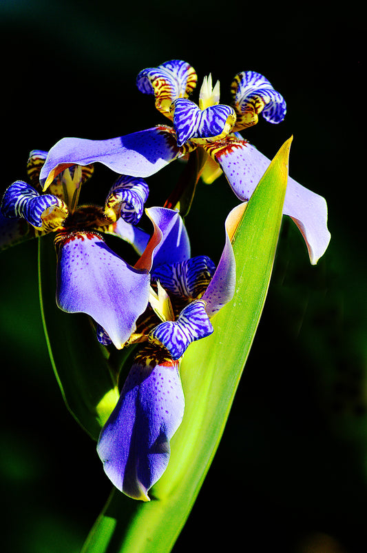 Botanical Gardens #595