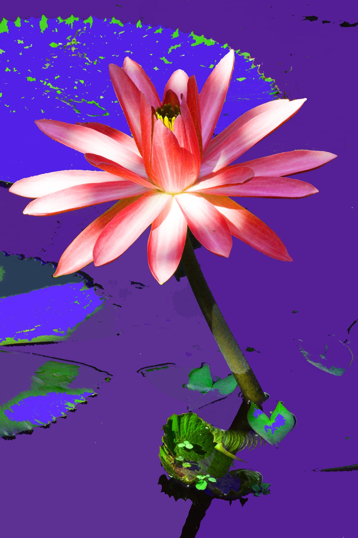 Water Lilies #888