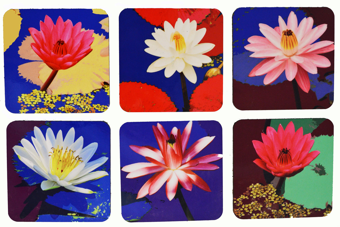 Lilies Coaster Set of 6