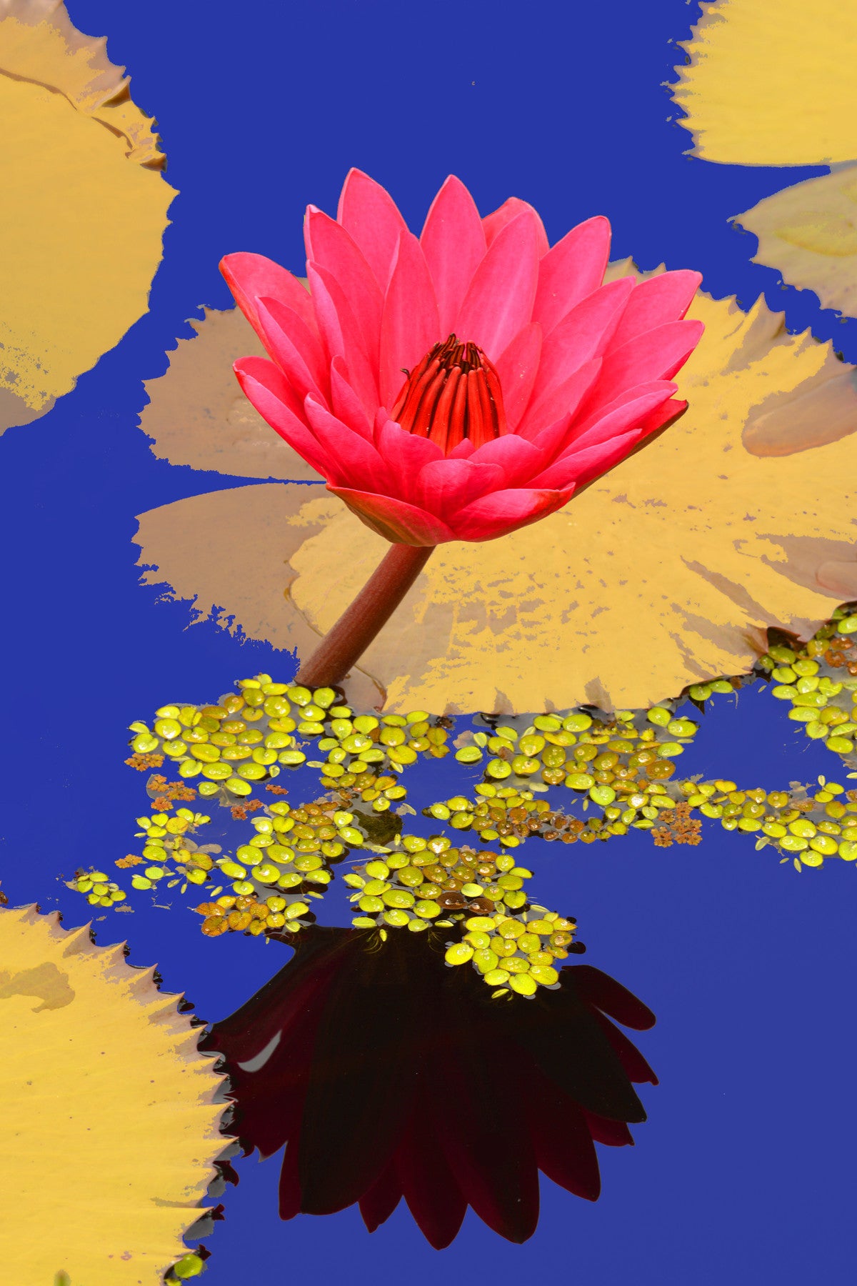 Water Lilies #491