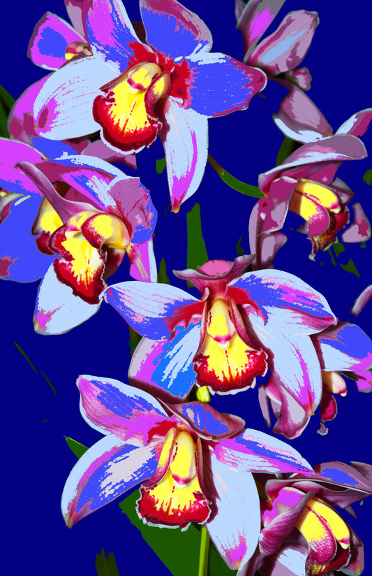 Orchids 750